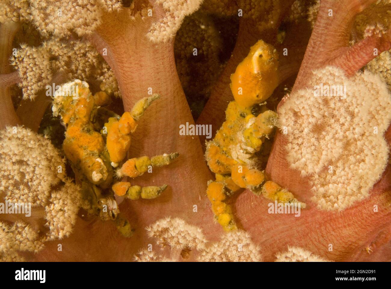 Sponge decorator crabs (Hyastenus elatus), an extremely well camouflaged crab, member of the spider crab family, common in Sydney Harbour. Has a pear- Stock Photo