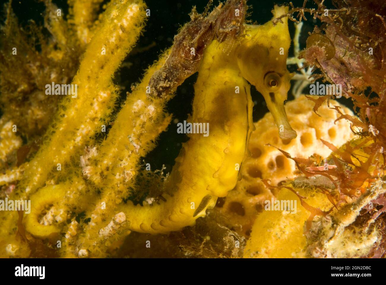 White’s seahorse (Hippocampus whitei), grows to 20 cms and is very common in Sydney Harbour, often found attached to rings of shark-proof swimming enc Stock Photo