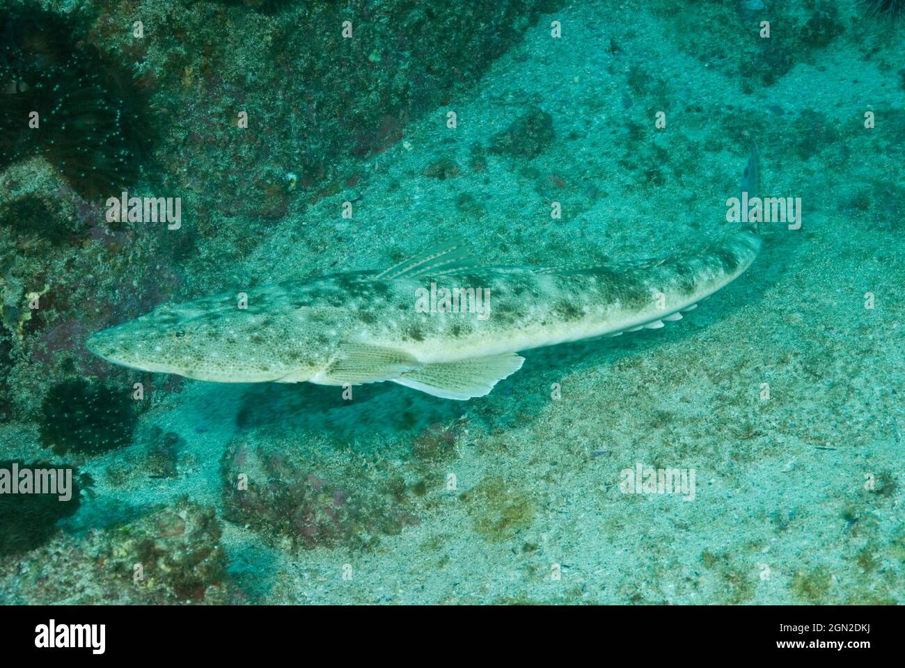 King Flathead Hi res Stock Photography And Images Alamy king-flathead-hi-res-stock-photography-and-images-alamy