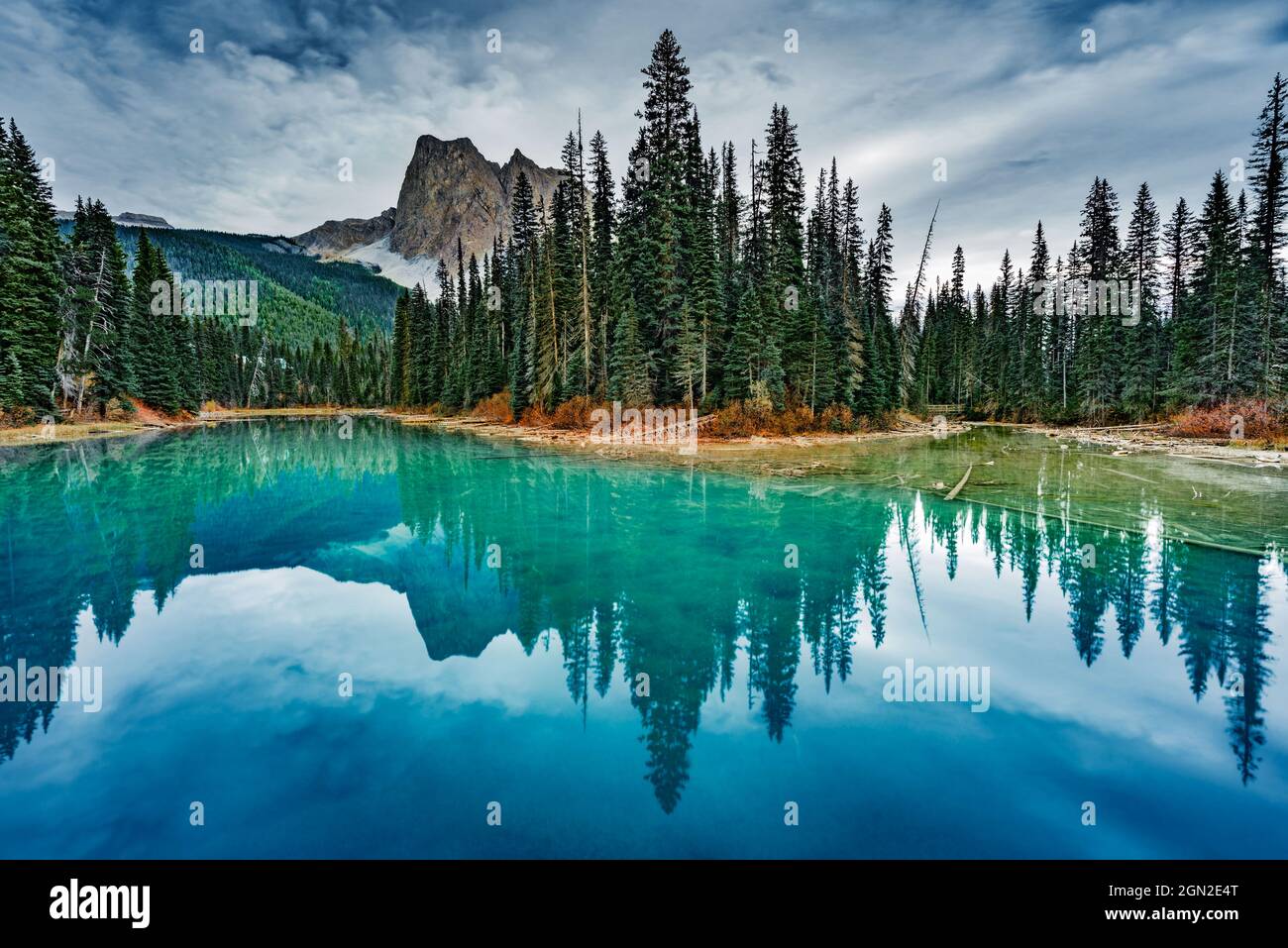 CANADA, ALBERTA, YOHO NATIONAL PARK, EMERALD LAKE. FOREST OF MELEZES REFLECTING IN EMERALD LAKE WITH THE CANADIAN ROCKIES IN THE BACKGROUND Stock Photo