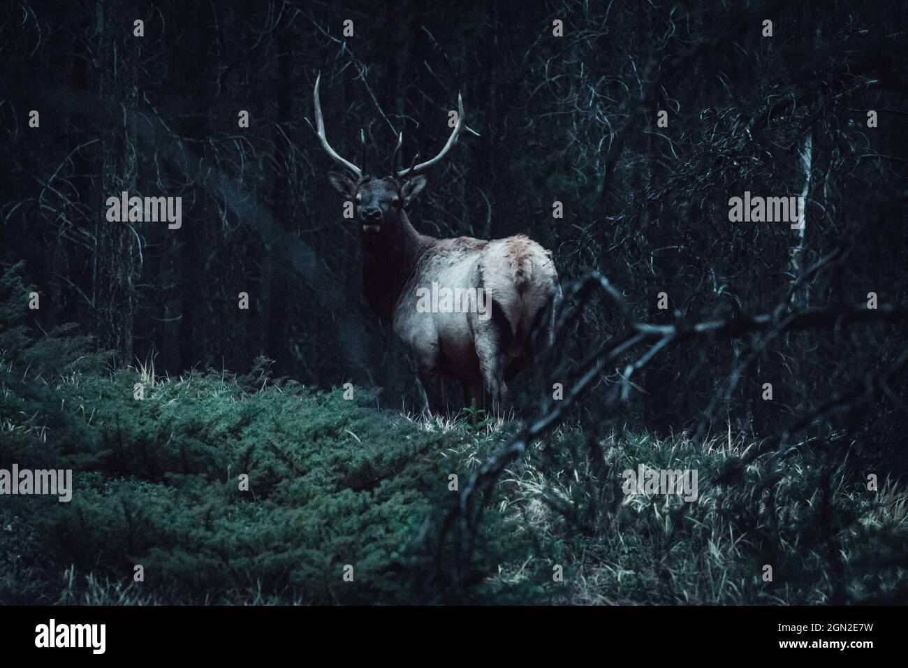 CANADA, ALBERTA, BANFF PARK. A SPINNING ELK (CERVUS CANADENSIS) IN THE UNDERGROWTH AT DUSK Stock Photo