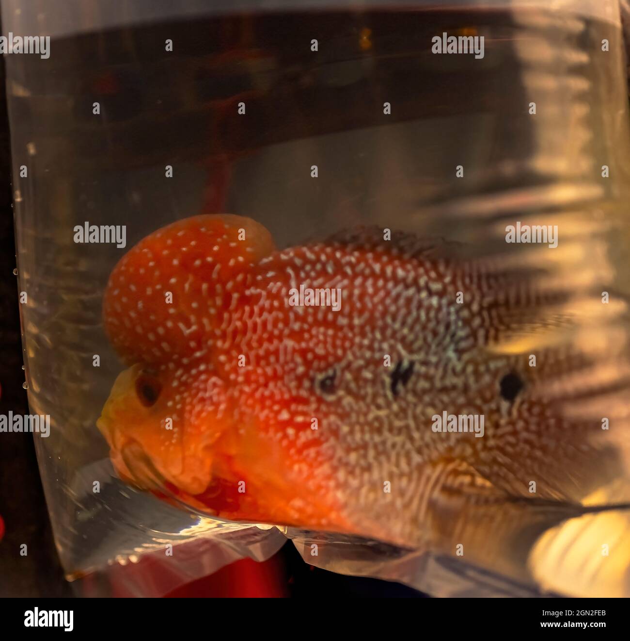 Aqua fish,hump head,Red Oscar,Kolkata,Galiff Street,India Stock Photo