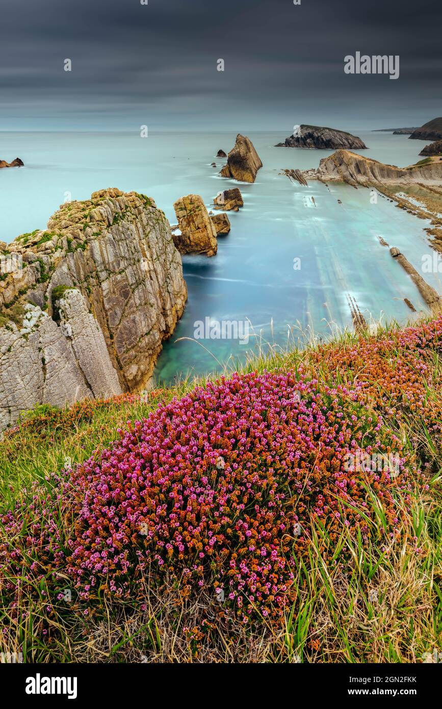 SPAIN, CANTABRIA, LIENCRES. VIEW FROM ABOVE ON ARNIA BEACH WITH ITS ROCKS CUT OUT IN CLOUDY WEATHER WITH SMALL PINK FLOWERS IN THE FOREGROUND Stock Photo
