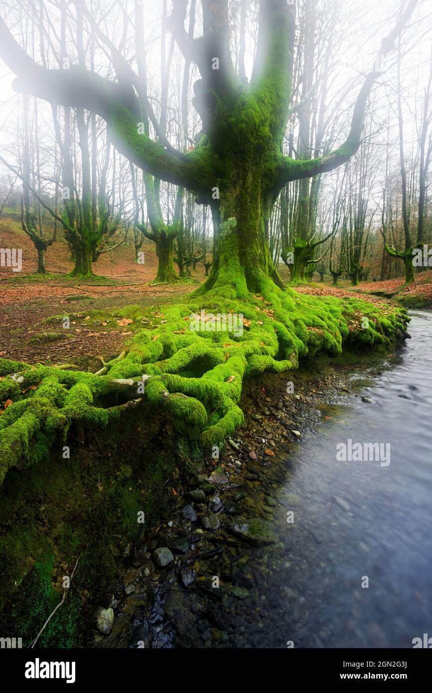 SPAIN, SPANISH BASQUE COUNTRY. BISCAY. BEECH COVERED WITH GREEN MOSS ALONG A RIVER IN GORBEI NATURAL PARK Stock Photo