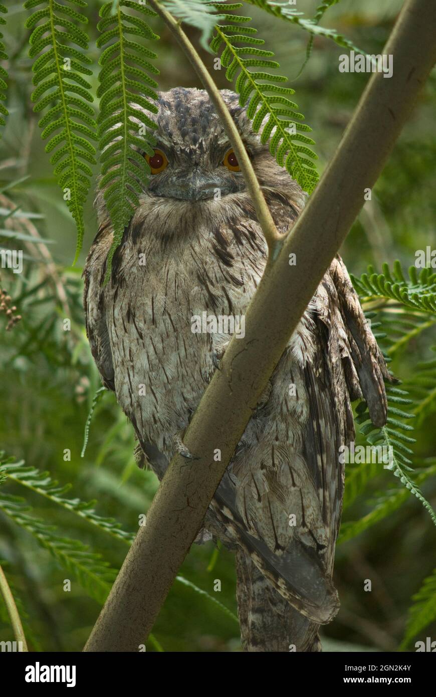 Tawny frogmouth (Podargus strigoides), relies on excellent camouflage, looking like a broken branch and assuming narrow eye slits to remain unnoticed Stock Photo