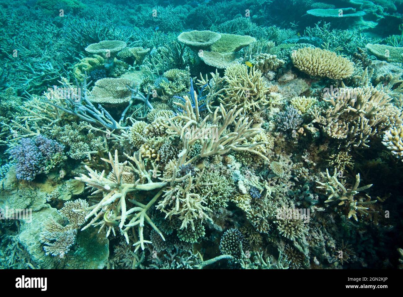 Healthy hard coral reef, Challenger Bay, Ribbon Reef complex, Great