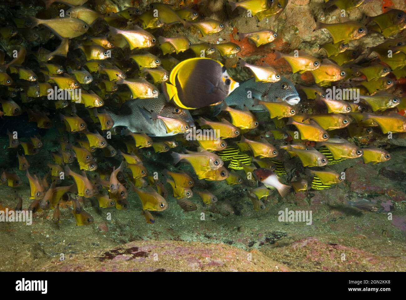 Tropical and temperate fishes mix in this area. Tropical: Dusky butterflyfish (Chaetodon flavirostris) in foreground; Dotted sweetlips (Plectorhinchus Stock Photo