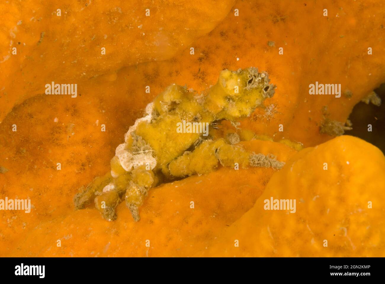 Sponge decorator crab (Hyastenus elatus), an extremely well camouflaged crab, member of the spider crab family, common in Sydney Harbour. Has a pear-s Stock Photo