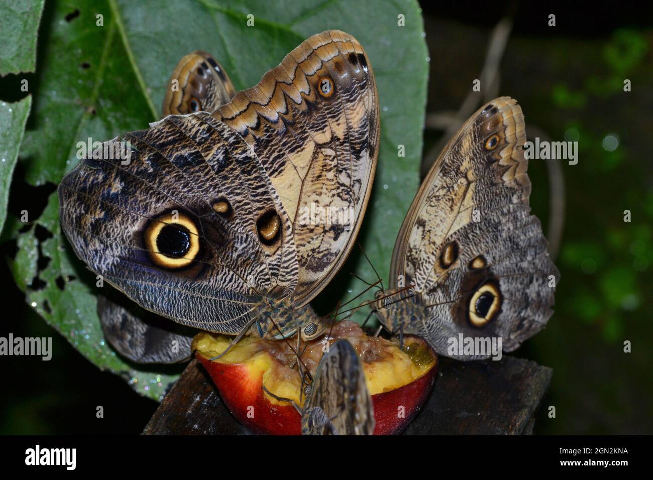 Owl butterflies feeding on overripe fruit Stock Photo Alamy