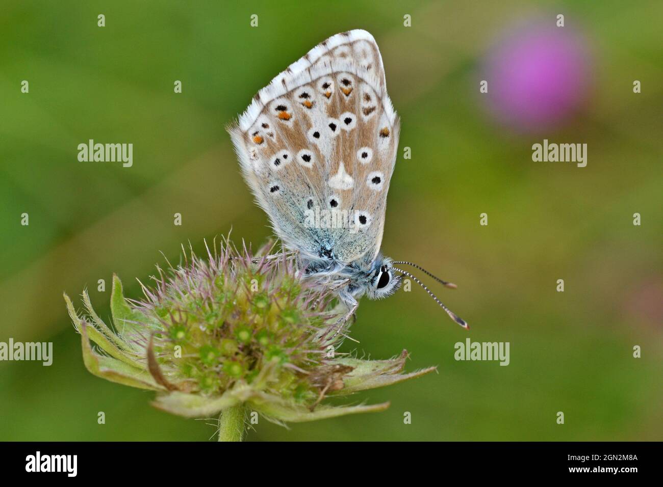 Male Chalkhill Blue butterfly, Barnack Hills and Holes, near Peterborough, England Stock Photo