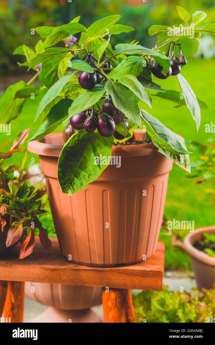 Eggplant garden hires stock photography and images Alamy