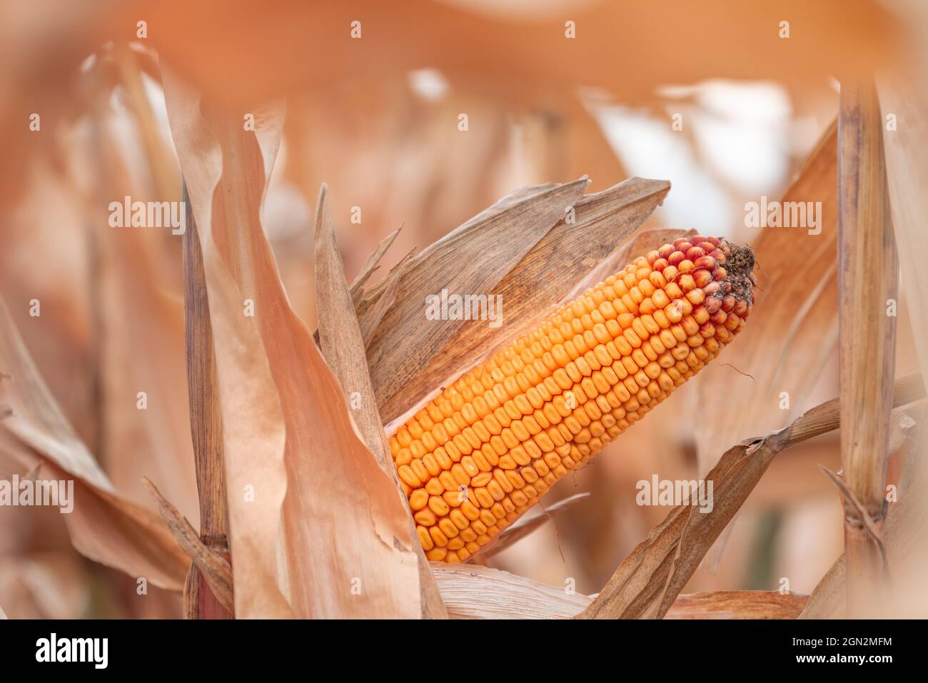 Close up of corn ear in maize crops field, selective focus Stock Photo