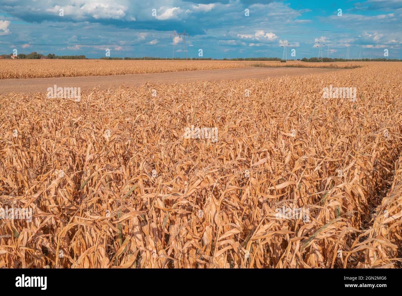 Aerial shot of dent corn field from drone pov, harvest ready ripe maize crops plantation Stock Photo
