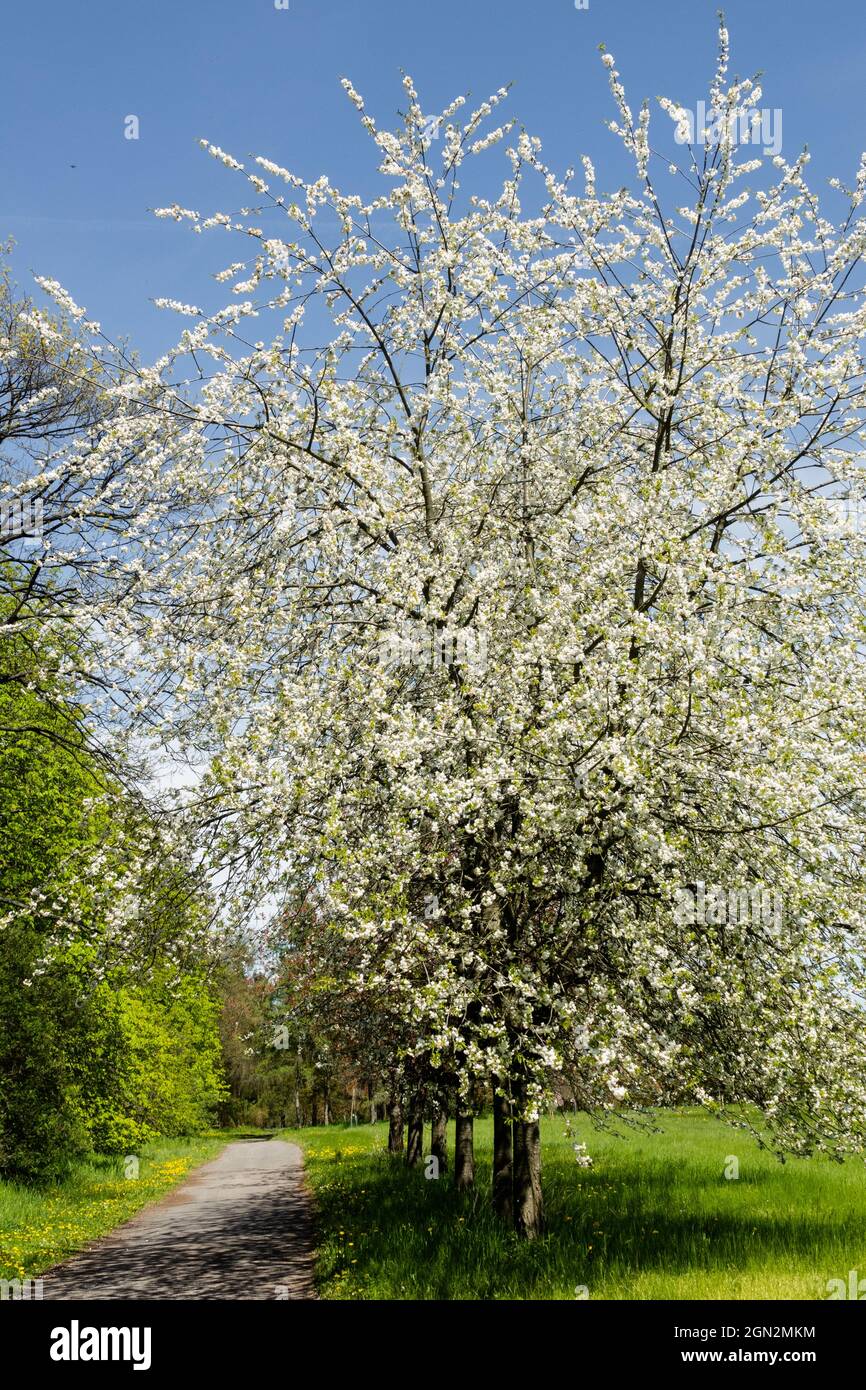 Flowering cherry trees prunus avium 'Plena' in garden spring Stock Photo
