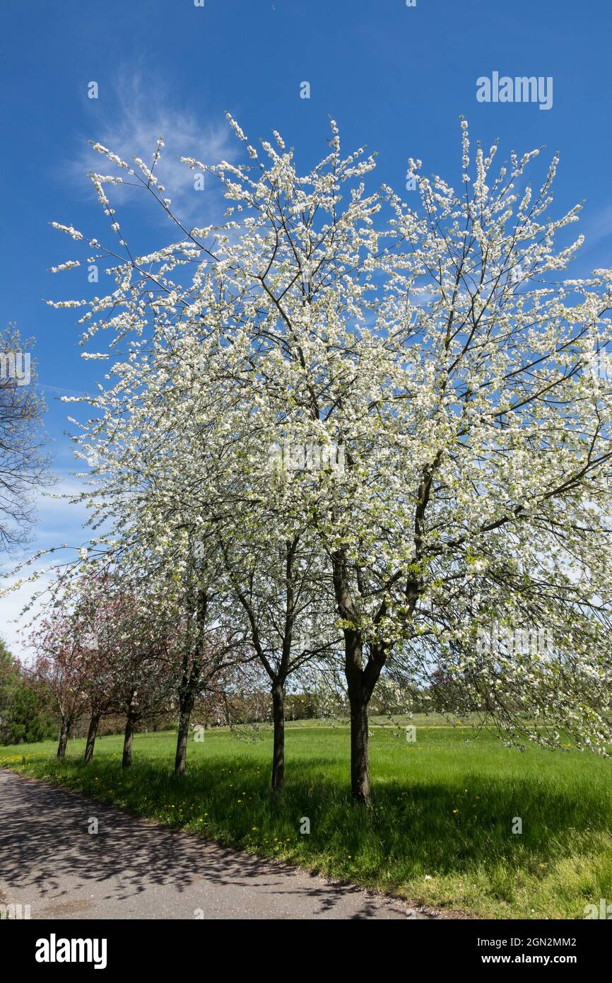 Blooming cherry trees Prunus avium 'Plena' fringes the path, Nice spring day Stock Photo