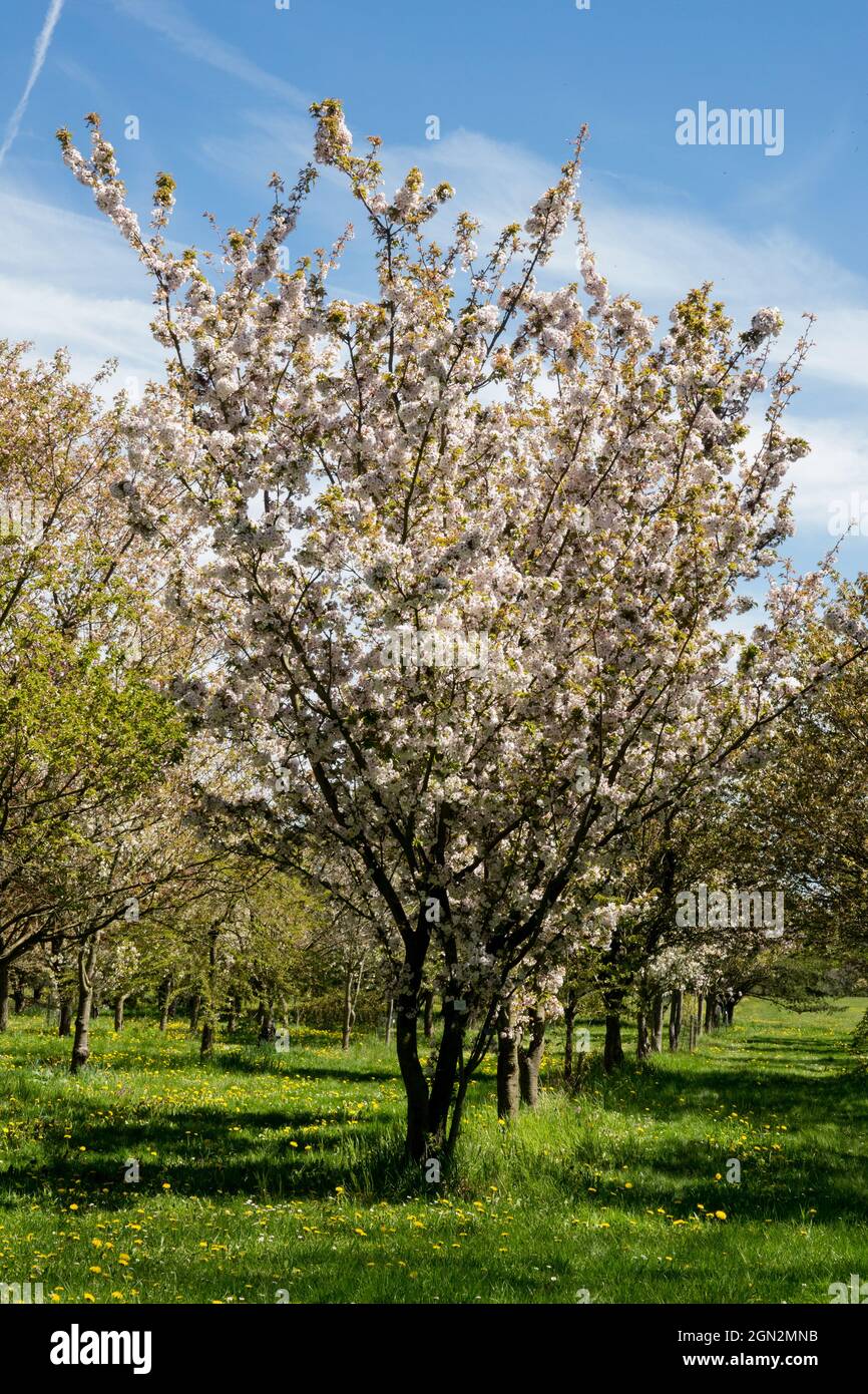 Blooming cherry tree Prunus serrulata 'Takasago' Stock Photo