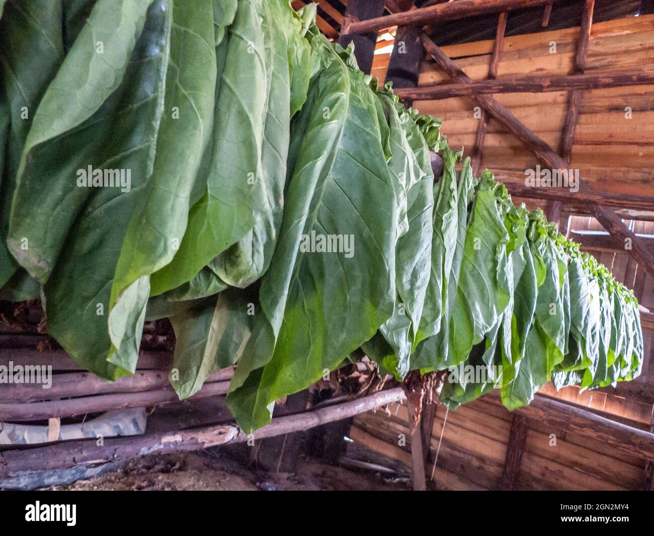 tobacco production Pinar del Rio, Cuba Stock Photo