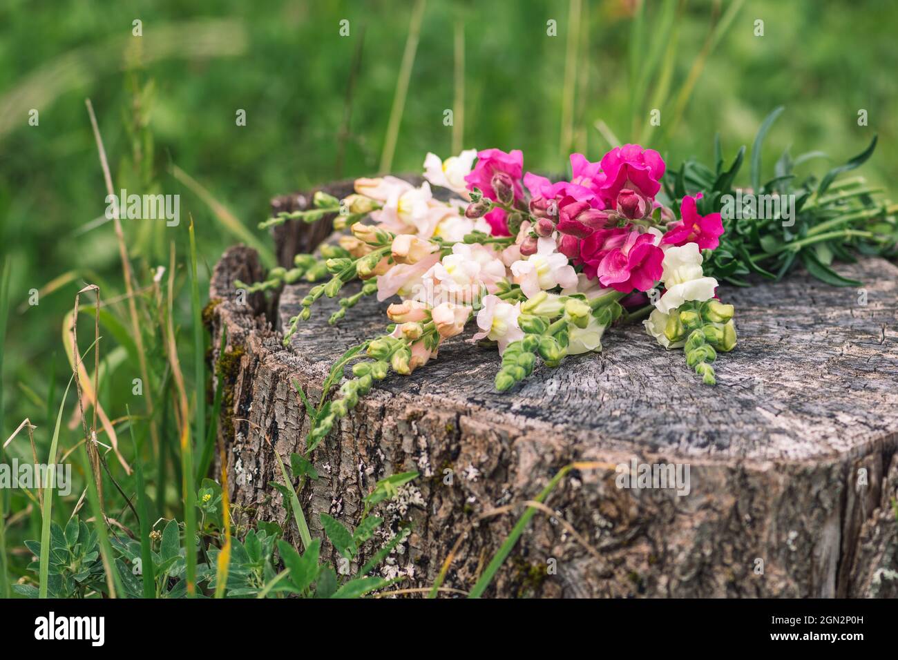 Bouquet of beautiful colorful spring or summer Garden Snapdragon flowers placed on an old tree trunk, close up Stock Photo