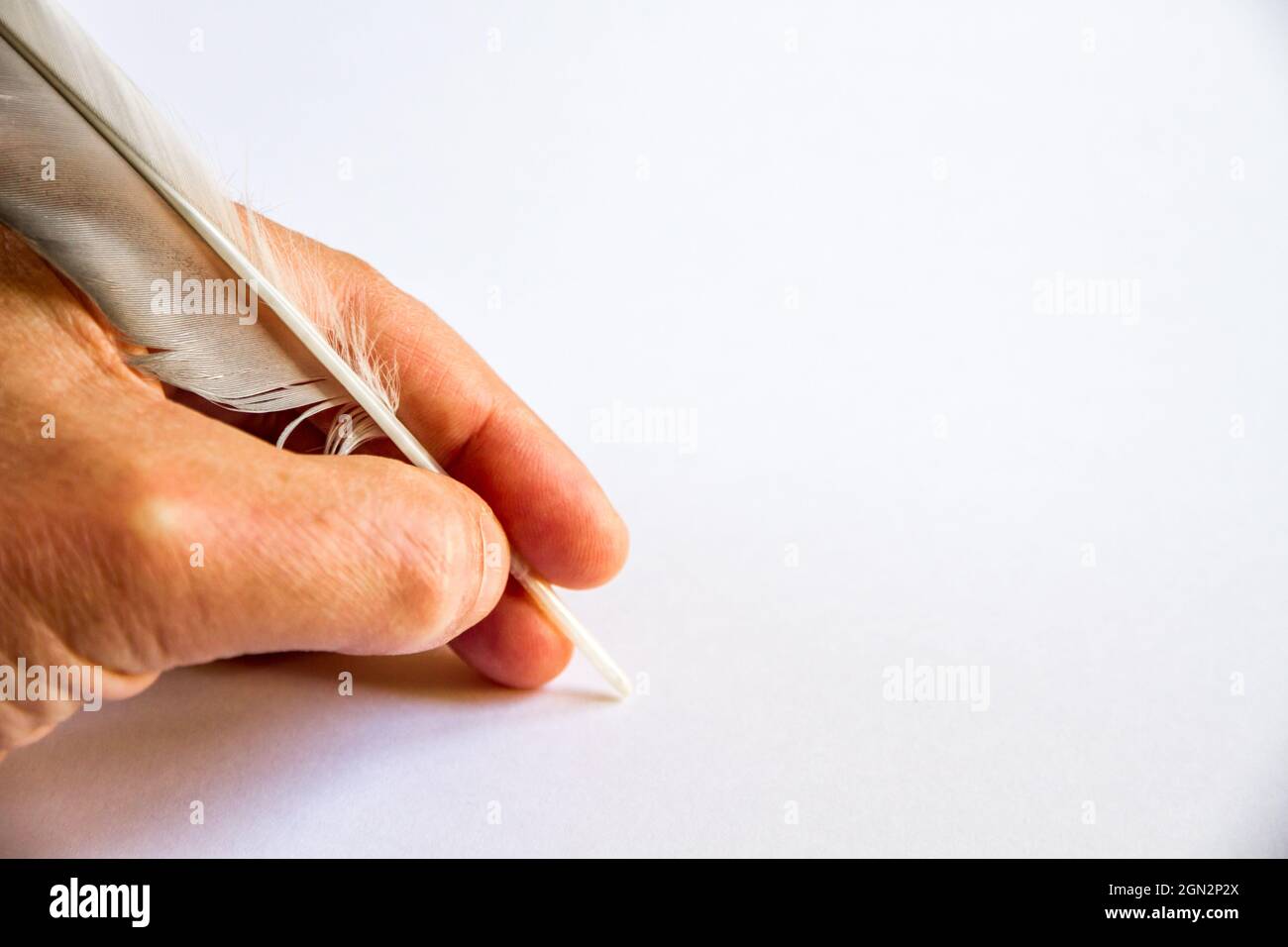 Writing Hand Feather hand writing with a bird feather isolated on white background Stock ...