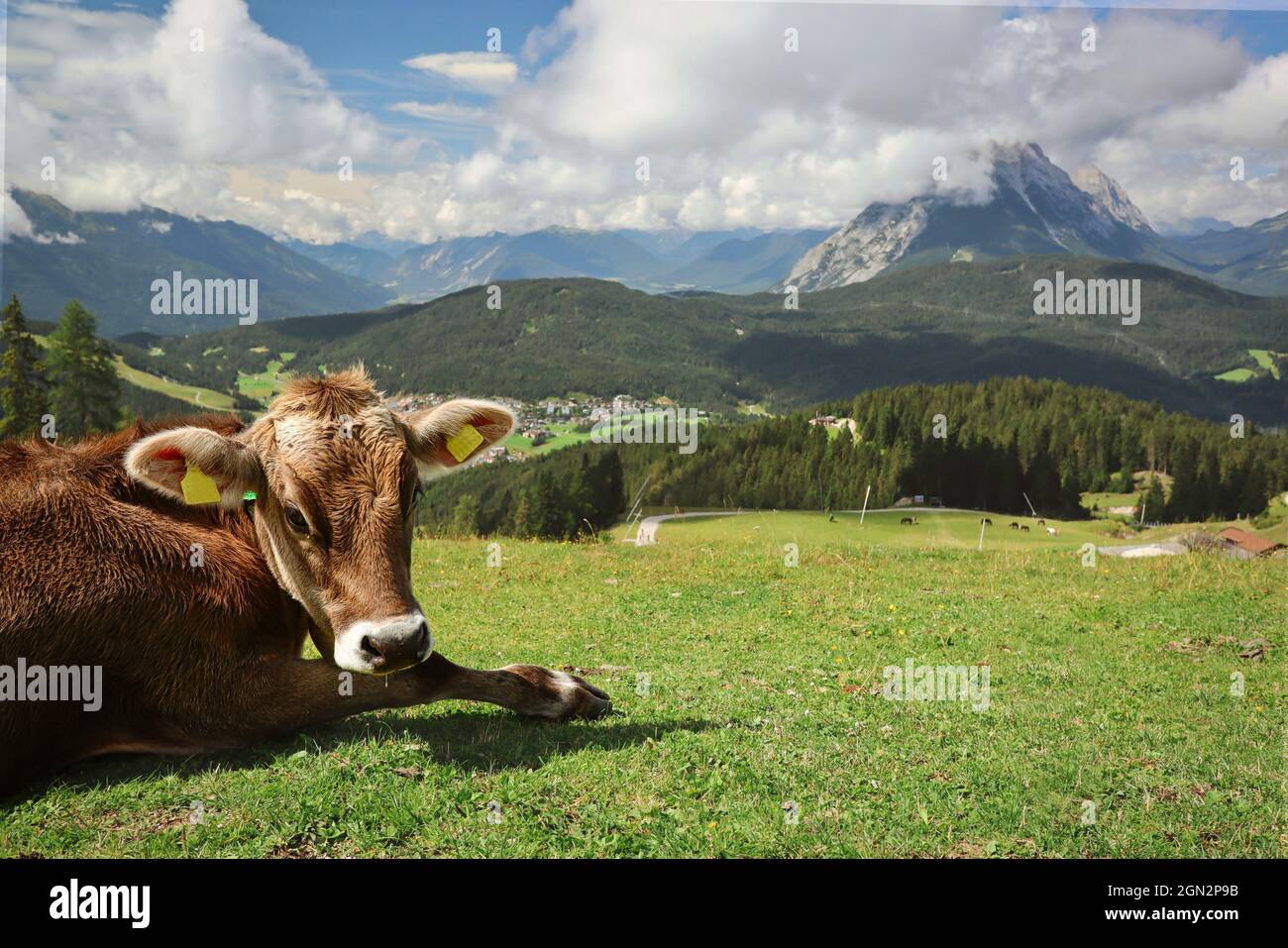 Brown Young Cow in Seefeld Mountains. Cute Domestic Cattle with Scenic Alpine View in Tyrol. Stock Photo