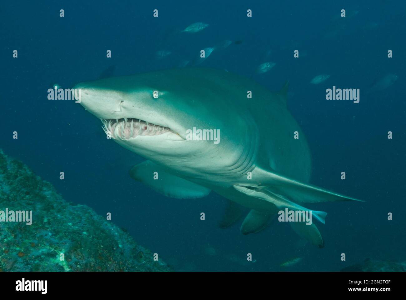 Grey nurse shark (Carcharias taurus), with Remora (Echeneis naucrates) attached to ventral surface, and displaying the typical open mouthed position o Stock Photo