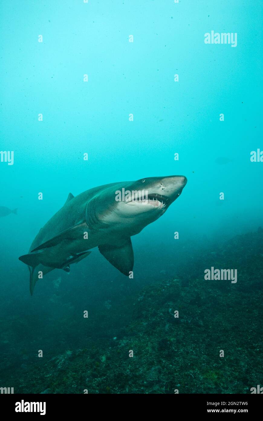 Grey nurse shark (Carcharias taurus). Although they have a fearsome appearance, these sharks are generally harmless and approachable. In Australia, th Stock Photo
