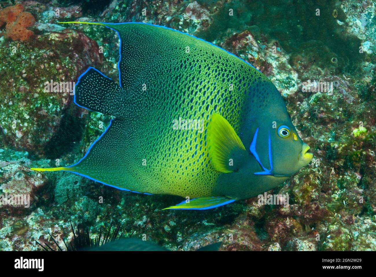 Semicircle angelfish (Pomacanthus semicirculatus), grows to 35 cm in length. Boulder Wall, South Solitary Island, Solitary Islands Marine Park, New So Stock Photo