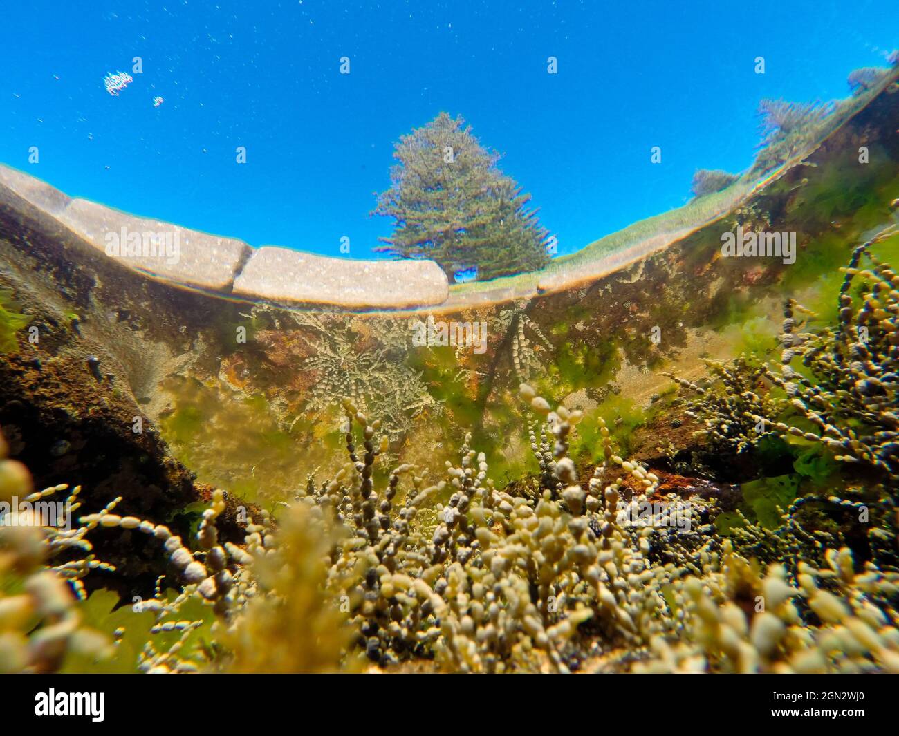 Rock pool, viewed from below with Neptune’s necklace (Hormosira banksii), The pool also contains Sea lettuce (Ulva australis), an edible green alga on Stock Photo