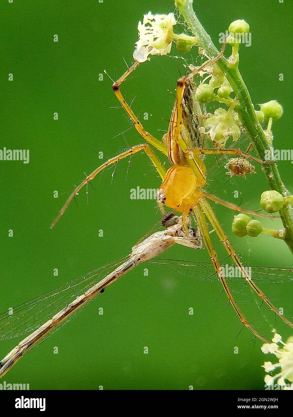 Vertical macro shot for a natural view of a yellow spider building his ...