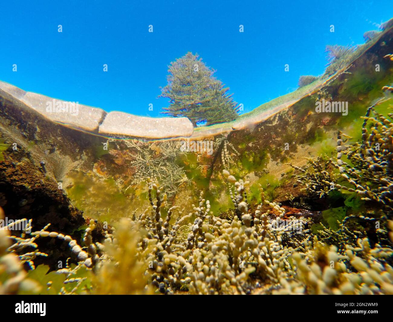 Rock pool, viewed from below with Neptune’s necklace (Hormosira banksii), The pool also contains Sea lettuce (Ulva australis), an edible green alga on Stock Photo