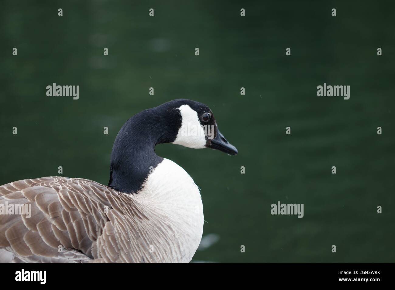 Beautiful cute Canada goose or Branta canadensis looking and resting by a lake Stock Photo