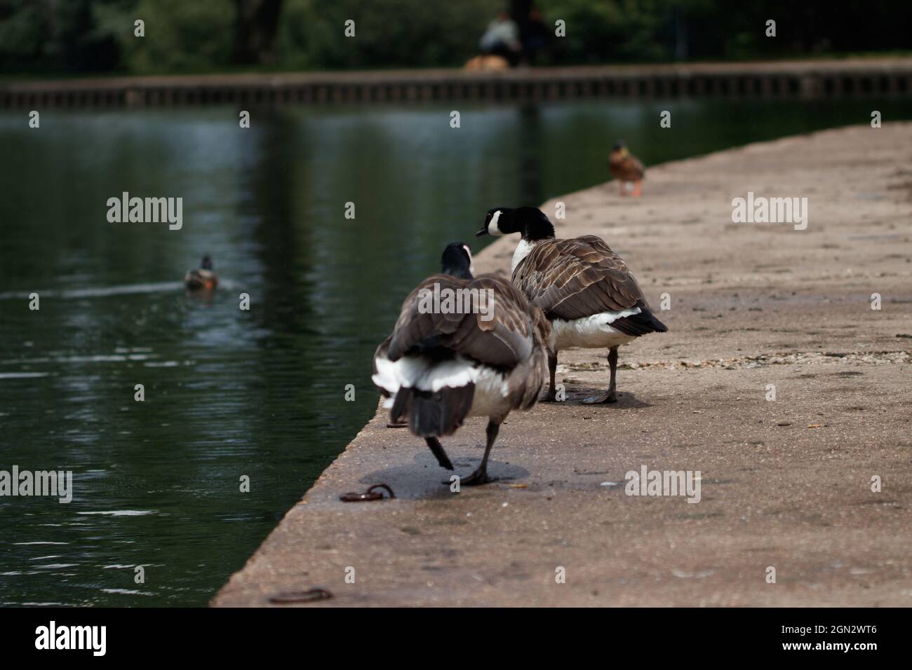 Two beautiful cute Canada goose or Branta canadensis walking on the concrete ground by the lake Stock Photo