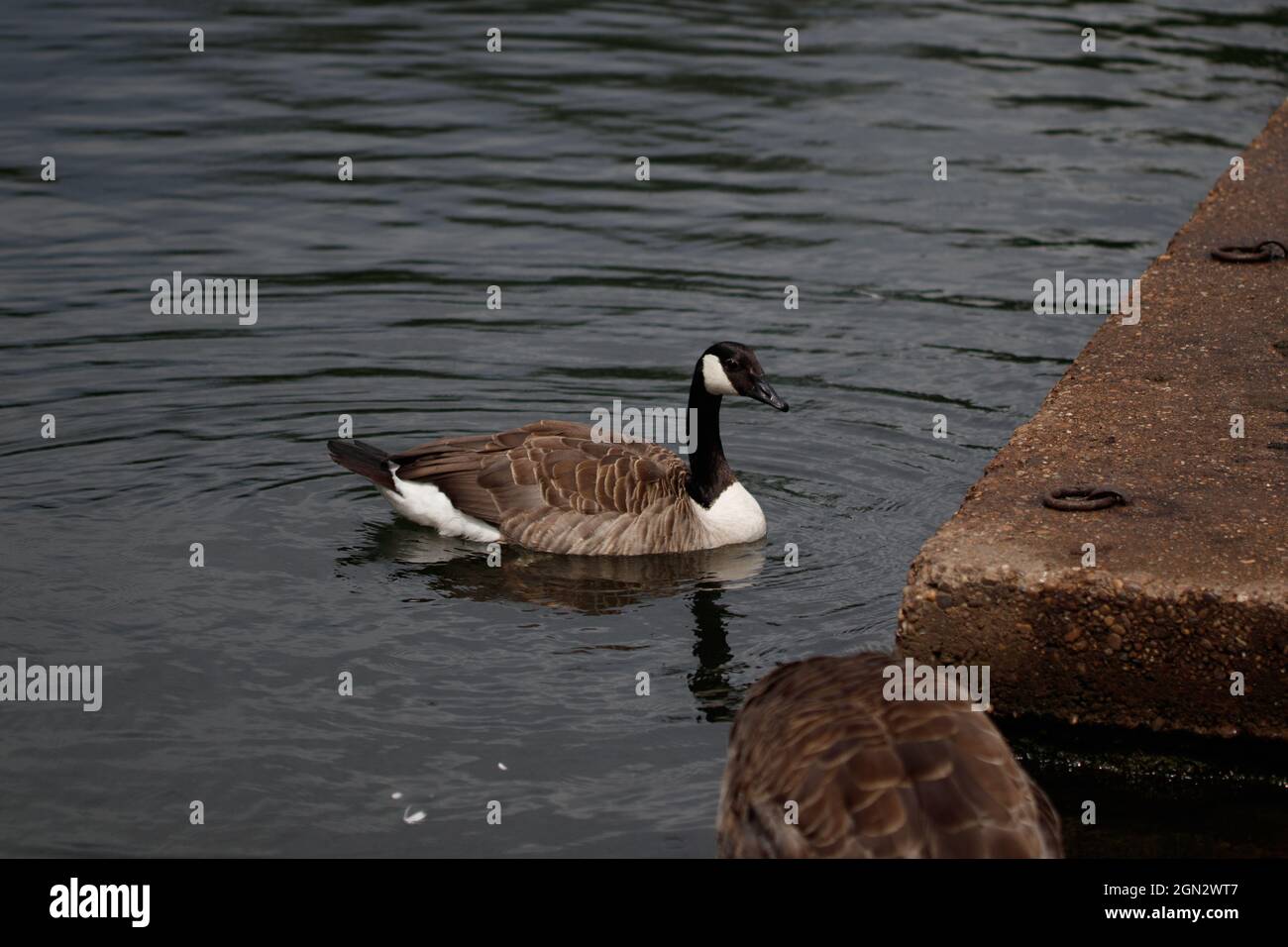 Beautiful cute Canada goose or Branta canadensis swimming in the lake Stock Photo