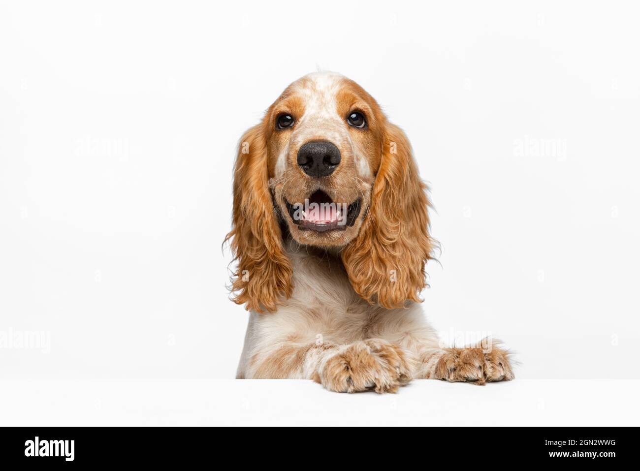 Cocker spaniel muzzle online