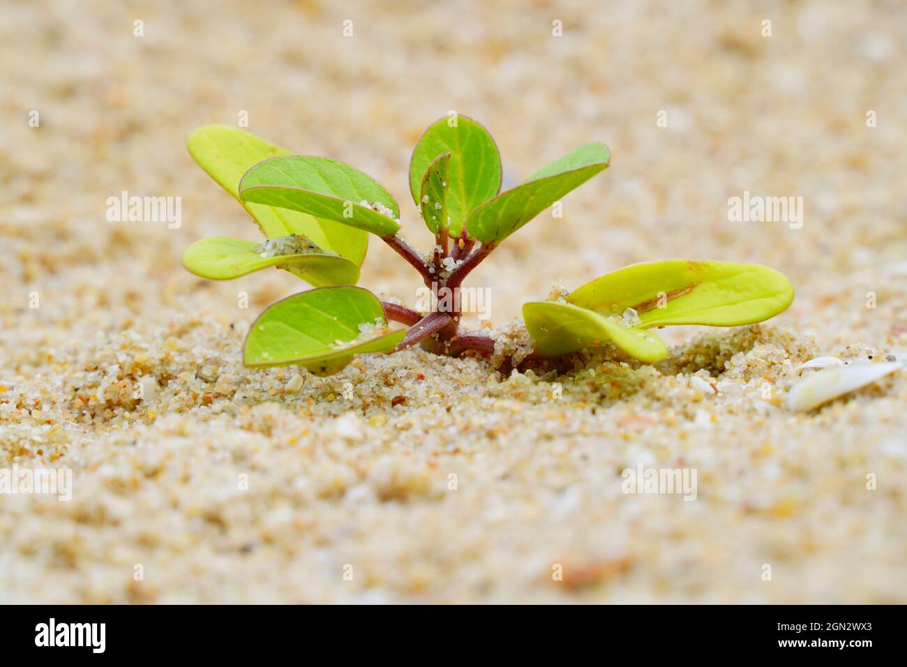 Plants growing in the sand on the beach, small bushes on the sand Stock
