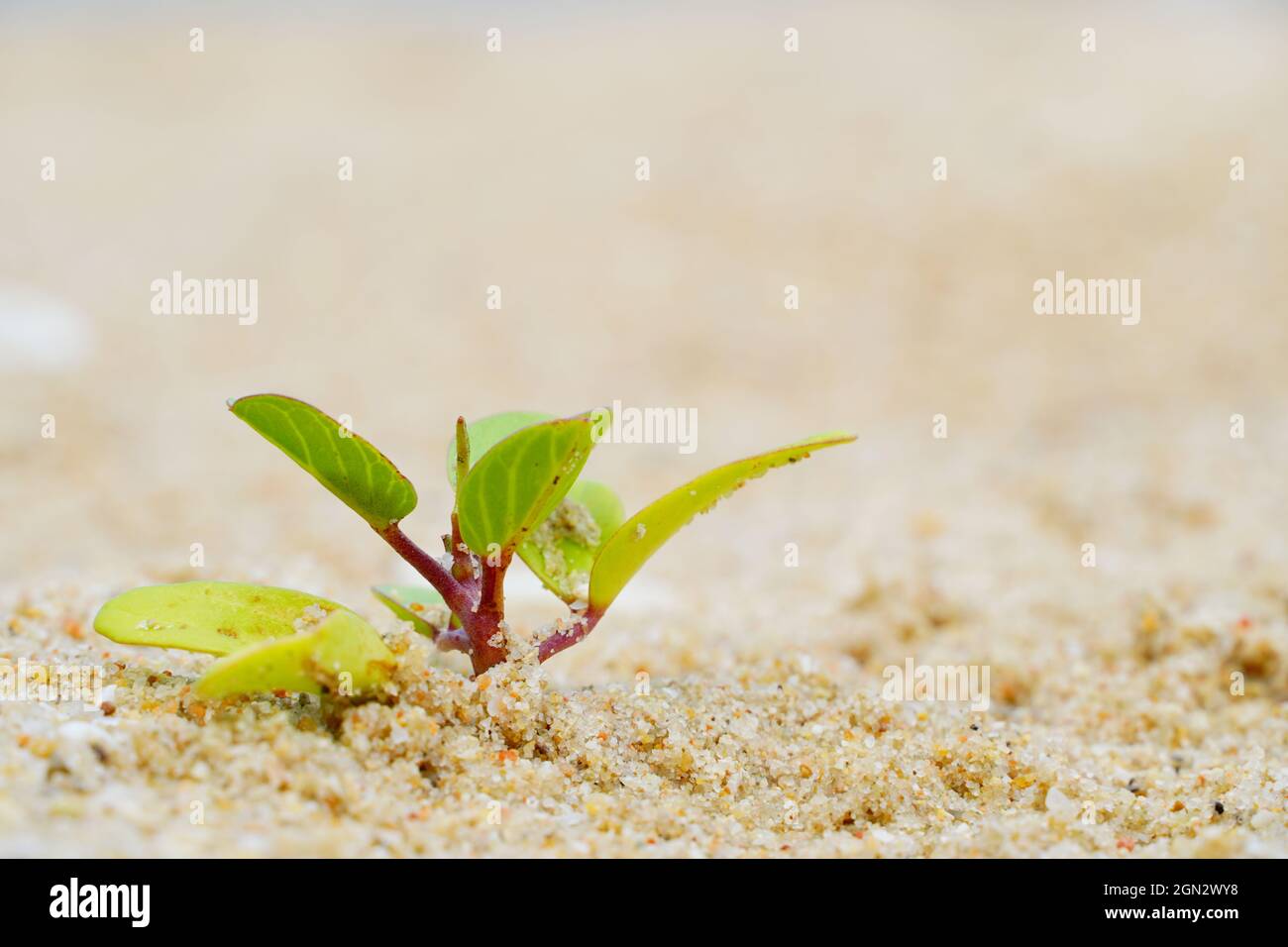 Plants growing in the sand on the beach, small bushes on the sand Stock