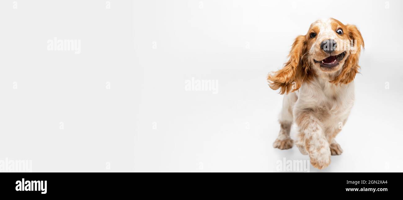 cocker spaniel muzzle