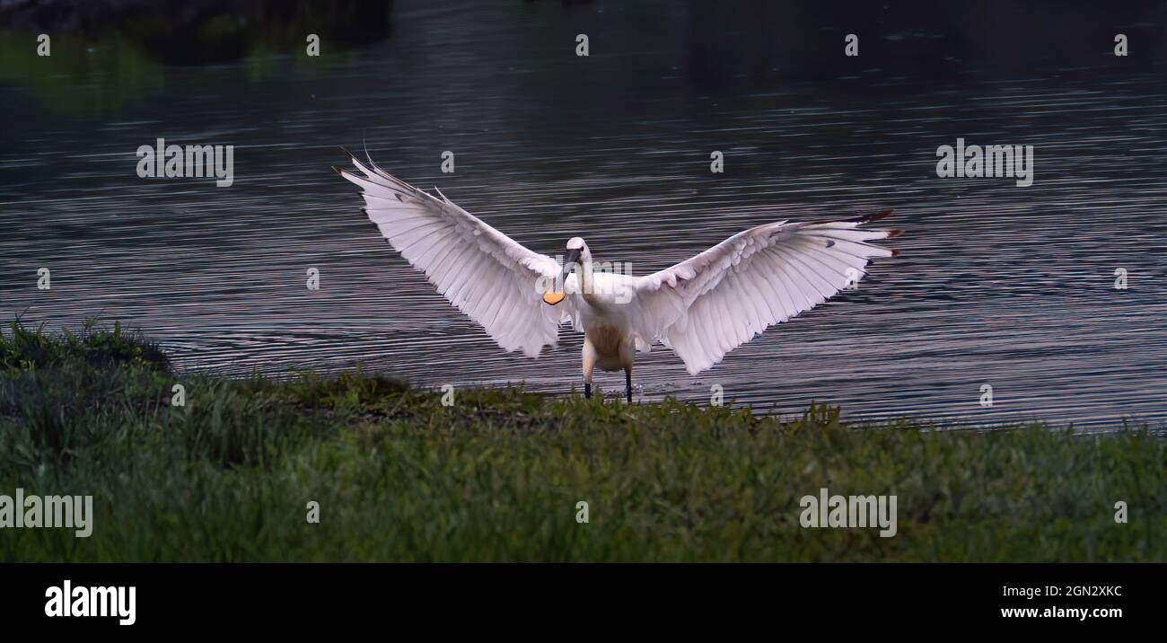 Eurasian spoonbill Platalea leucorodia lands on the edge of the pond and has angel wings, the best photo. Stock Photo