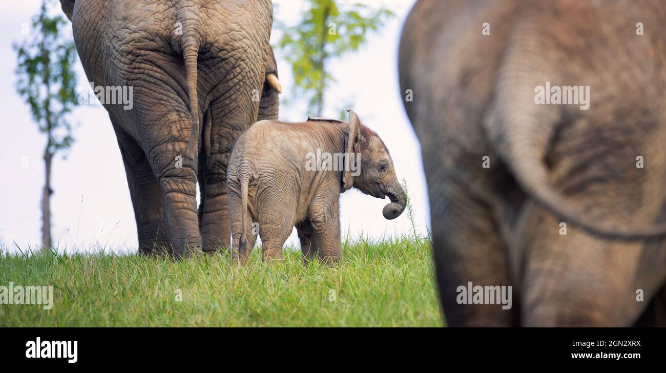 A young African elephant is safe with his parents, the best photo. Stock Photo