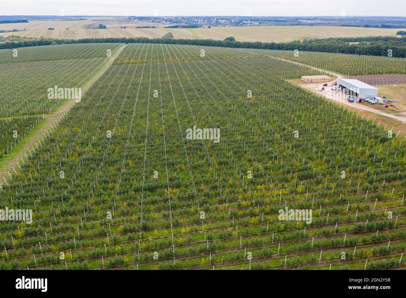 Aerial view of the farm with apple orchard Stock Photo
