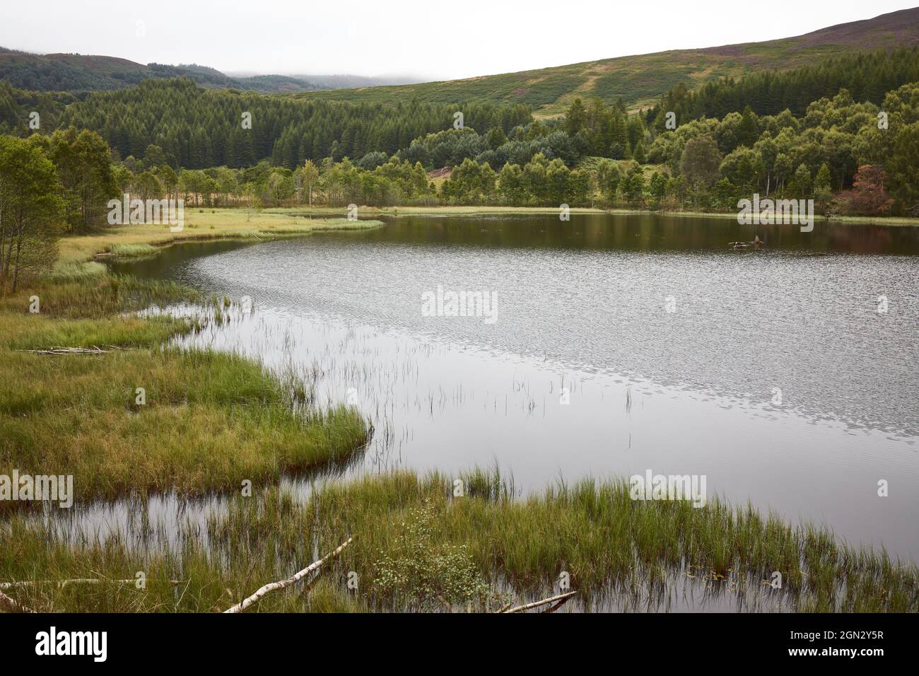 Reed bed by a lake Stock Photo