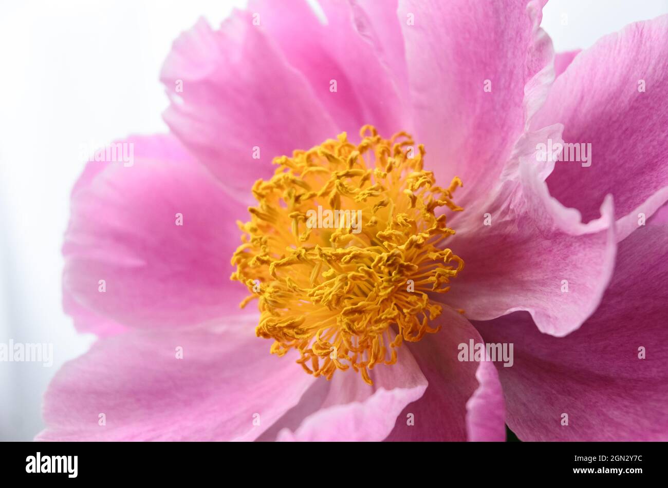 Paeonia officinalis, known as garden peony or common peony flower in the garden with pink, purple and yellow colors Stock Photo