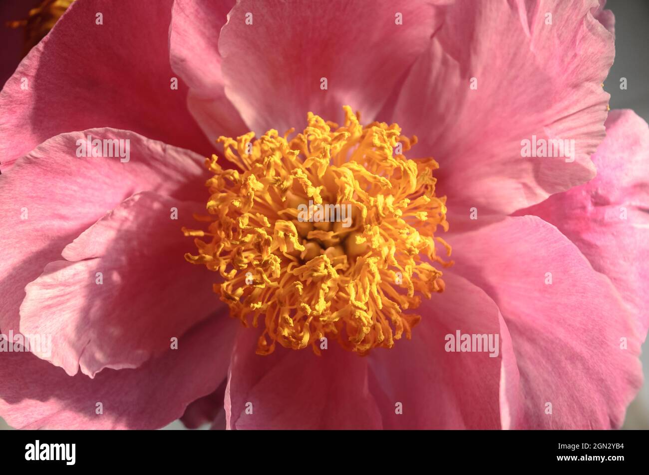 Paeonia officinalis, known as garden peony or common peony flower in the garden with pink, purple and yellow colors Stock Photo