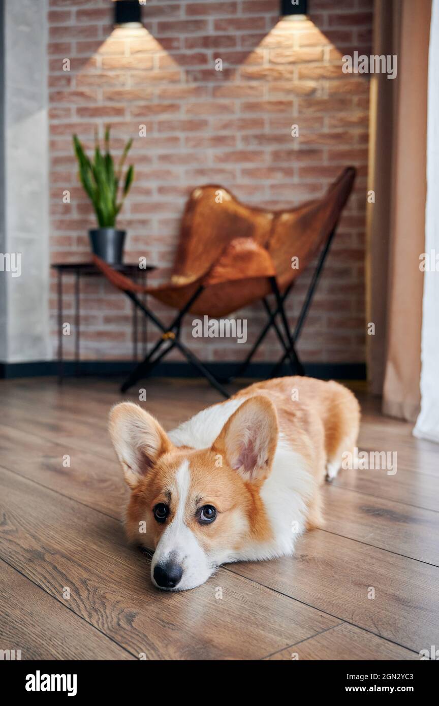Portrait of cute Pembroke Welsh Corgi lying on wooden floor and looking at camera. Adorable red and white dog resting on parquet in apartment. Concept of pets. Stock Photo