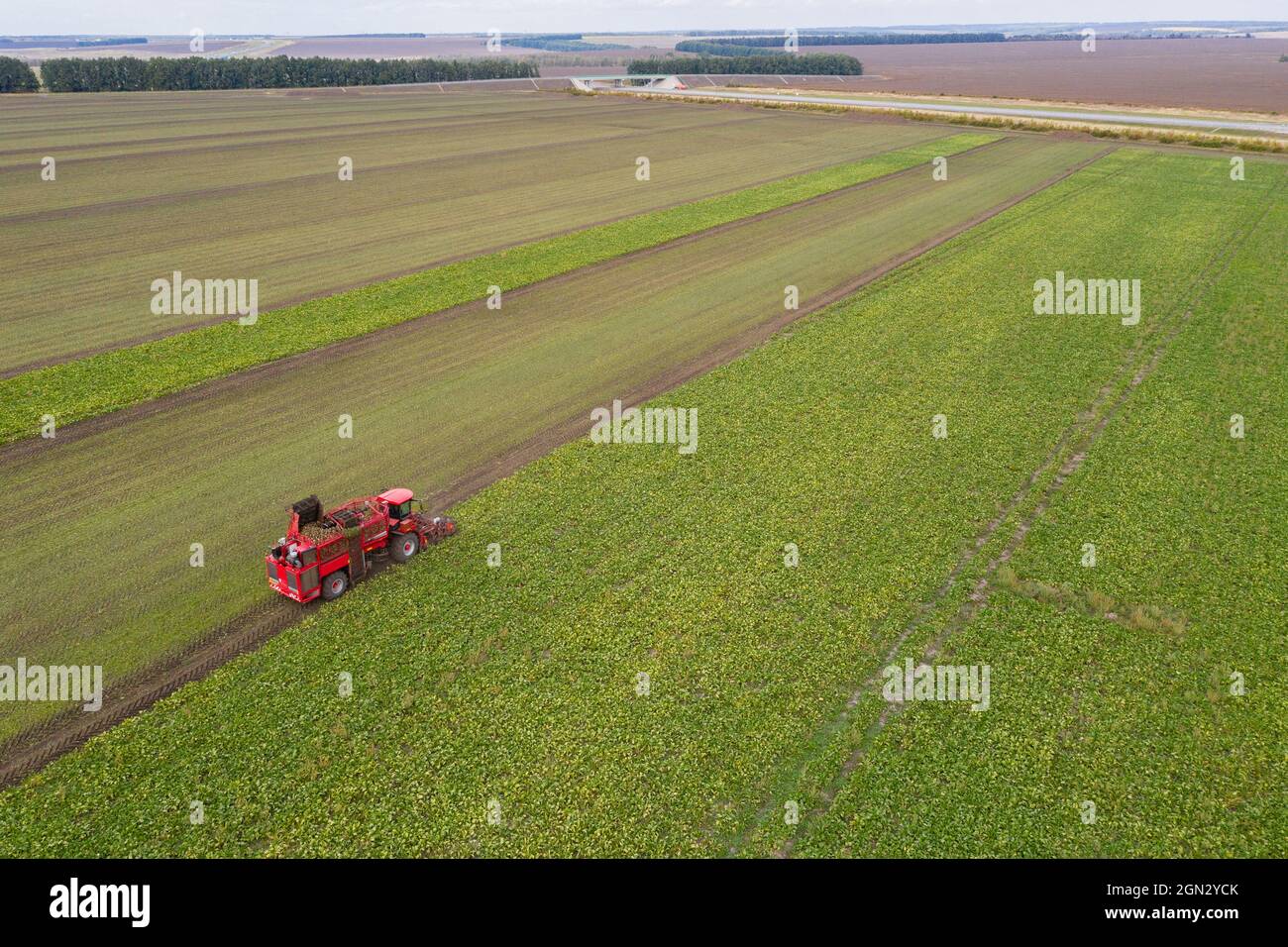 Combine harvester harvests sugar beet on the field. Aerial view Stock Photo