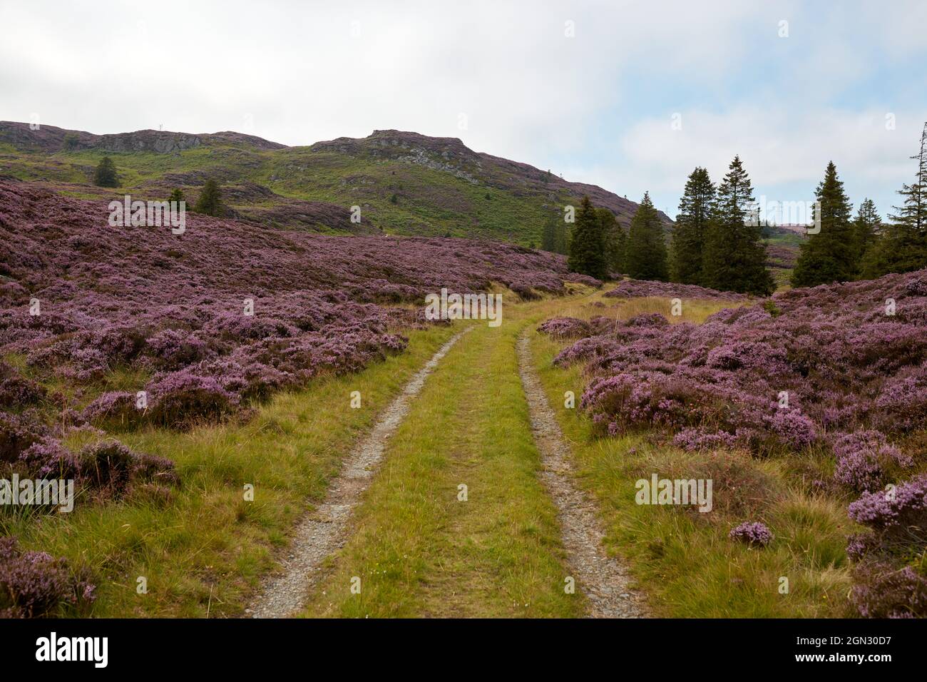 Off road track through purple heather Stock Photo