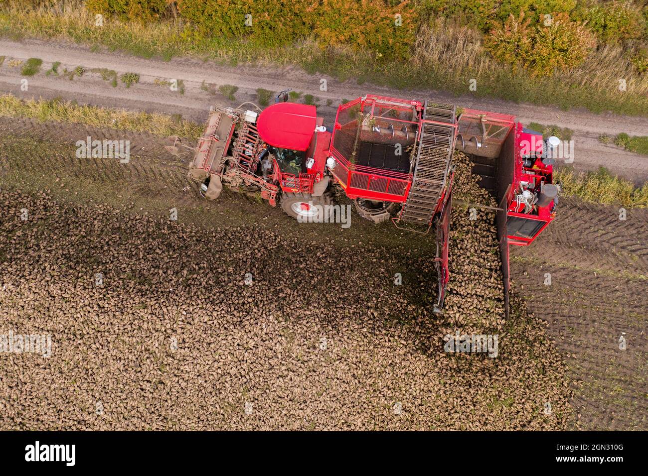 Combine harvester harvests sugar beet on the field. Aerial view Stock Photo