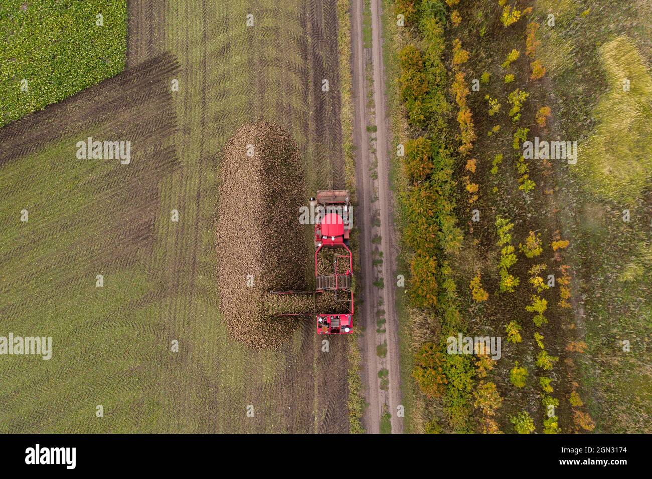 Combine harvester harvests sugar beet on the field. Aerial view  Stock Photo