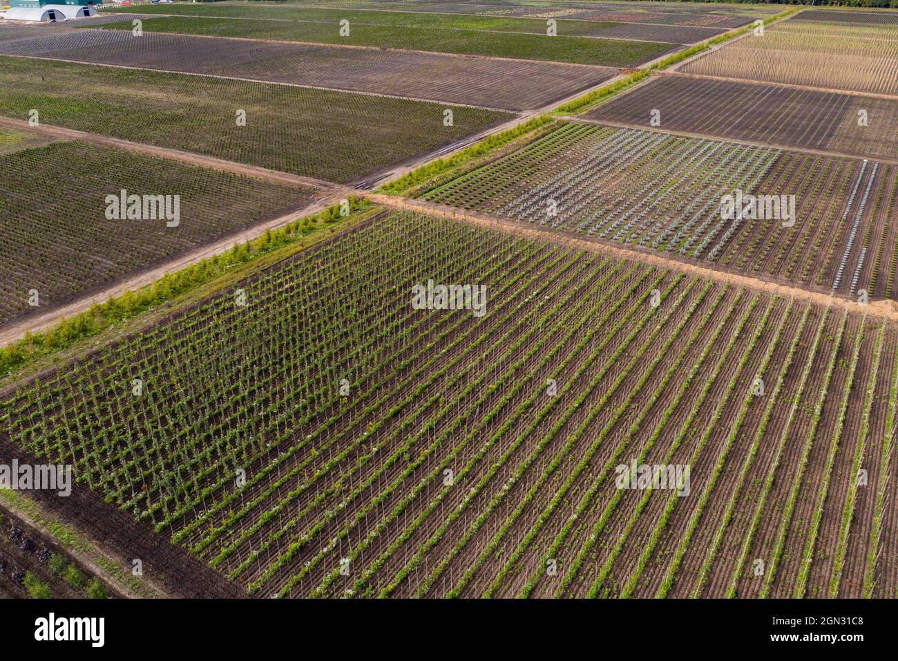 Aerial view of rows of trees in a tree nursery in autumn  Stock Photo