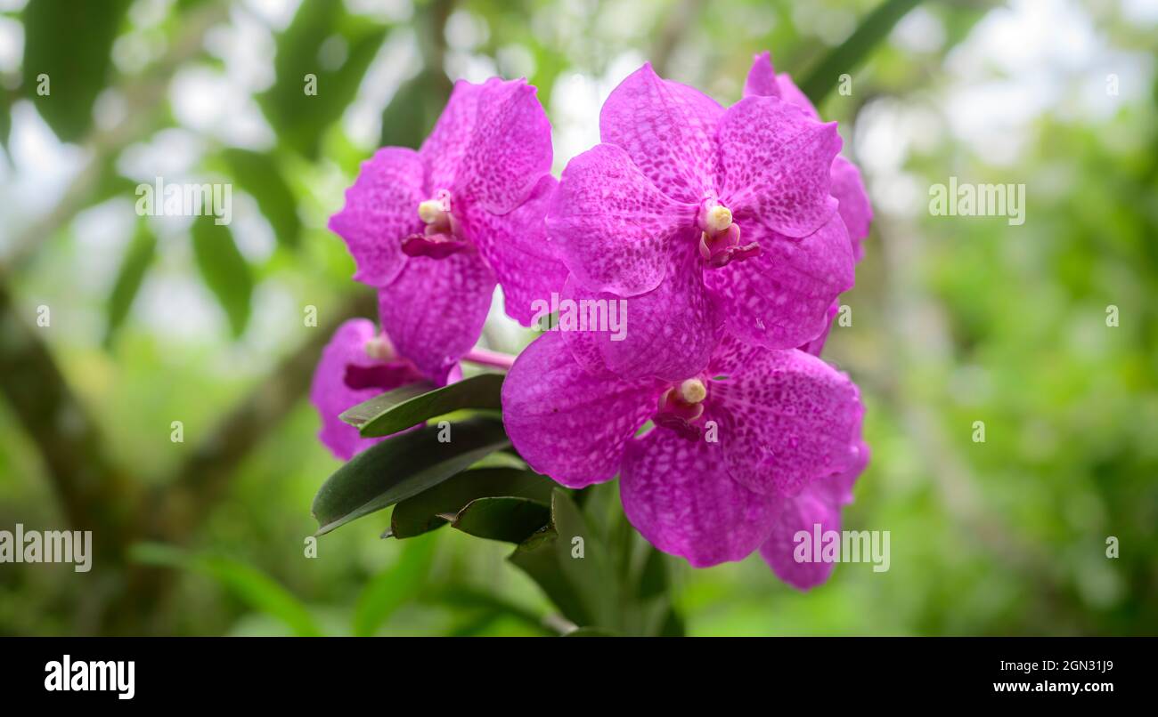Vanda Madame Wirat dr.Anek pink orchid flowers. A beautiful bunch of Orchid flowers closes up in the garden. Stock Photo